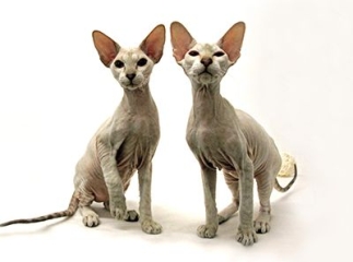 chat Peterbald